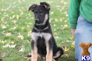 German Shepherd Puppies for Sale